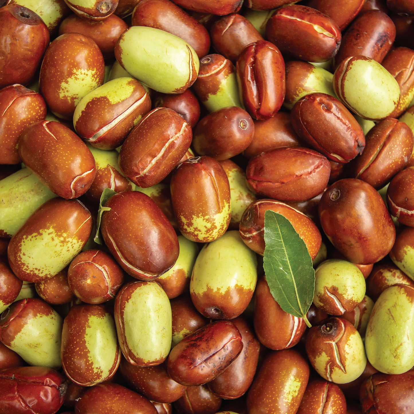 Olej Jojoba